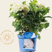 Hydrangea macrophylla 'Endless Summer The Bride'