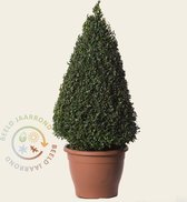 Buxus kegel 60 cm