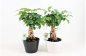 Kamerplanten van Botanicly – 2 × China Doll plant in witte keramische pot als set – Hoogte: 40 cm – Radermachera sinica