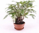 Kamerplant van Botanicly – Philodendron Xanadu – Hoogte: 50 cm