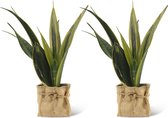 We Love Plants - Sansevieria Gold Flame + Mand Dylan - 2 stuks - 40 cm hoog - Vrouwentong