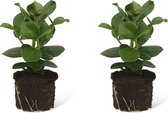 We Love Plants - Clusia Princess - 2 stuks - 15 cm hoog - Kleine kamerplant