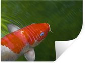 Sticker Muursticker carpe koï - carpe koï dans l'eau verte - 40x30 cm - feuille adhésive autocollante - sticker mural repositionnable