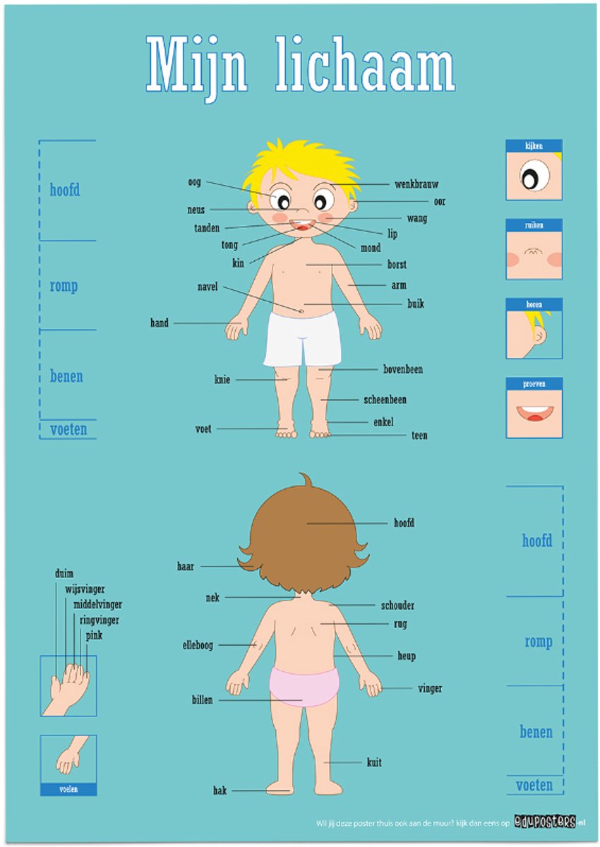 Educatieve poster (Posterpapier) - Biologie mijn lichaam - 29.7 x 42 cm (A3)
