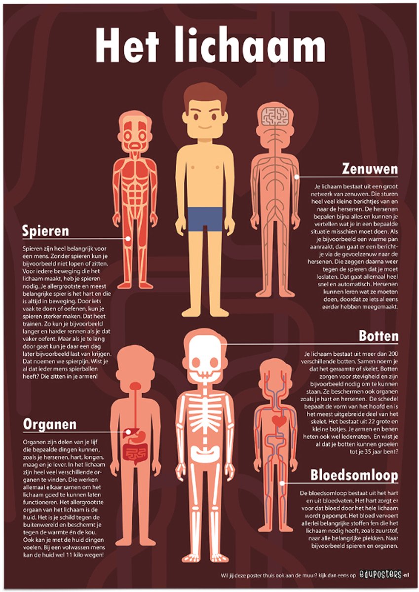 eduposters Educatieve poster (Posterpapier) - Biologie het complete lichaam - 42 x 59.4 cm (A2) Beige