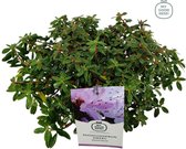 3x Rhododendron 'Moerheim' - Planthoogte 25-30 cm in pot - Dwergvorm