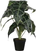 2x stuks alocasia kunstplanten groen in pot H50 cm - Kunstplanten/nepplanten