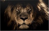 Leeuw op zwarte achtergrond - Foto op Forex - 120 x 80 cm