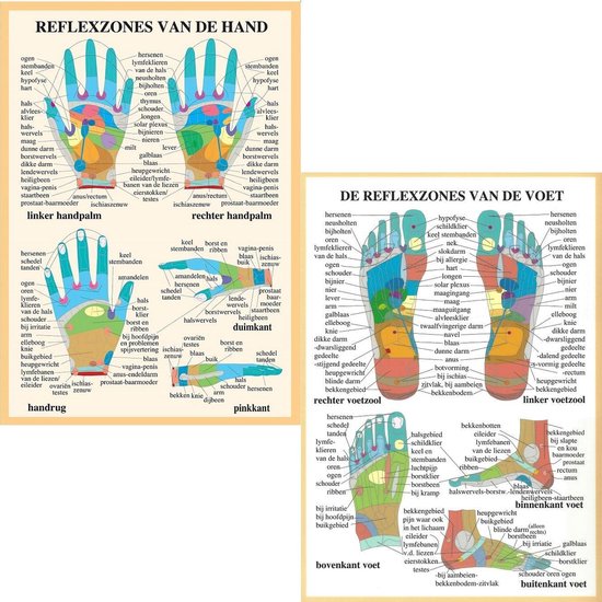 Het menselijk lichaam - anatomie posters hand- en voetreflexologie (Nederlands, gelamineerd, A2)