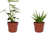 Set van 2 Kamerplanten - Monstera Deliciosa & Aloë Vera - ±  30cm hoog - 12cm diameter