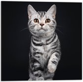 Dibond - Grijs gestreepte Kat op Zwarte Achtergrond - 50x50cm Foto op Aluminium (Wanddecoratie van metaal)