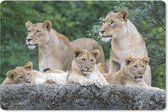 Muismat Leeuwen - Leeuwen en welpen muismat rubber - 27x18 cm - Muismat met foto