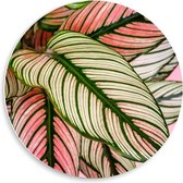 Forex Wandcirkel - Groene Nerven op Wit/Roze Bladeren - 50x50cm Foto op Wandcirkel (met ophangsysteem)