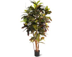 Croton Deluxe 130cm
