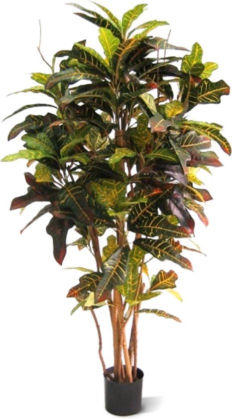 Croton Deluxe 130cm