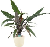 Hellogreen Kamerplant - Decorum Alocasia Lauterbachiana - Olifantsoor - Elho Brussels Soap