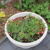 100 x Delosperma 'Jewels Mix' - IJsbloem in 9x9cm pot met hoogte 5-10cm