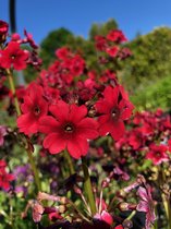 6 x Primula japonica 'Miller's Crimson' - Sleutelbloem - P9 Pot (9 x 9cm) - Dima Vaste Planten