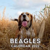 Beagles Calendar