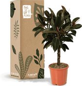 Ficus Elastica Melany (Rubberplant) op stam - Kamerplant - Pot ⌀ 21cm - Hoogte ↕ 80cm