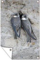Deux martins de sable sur une falaise en Allemagne Poster de jardin 40x60 cm - petit - Toile de jardin / Toile d'extérieur / Peintures pour l'extérieur (décoration de jardin)