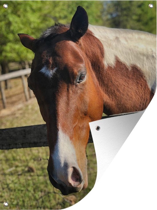 Paardenhoofd 3D Taart 16-25 personen – Taartaholics