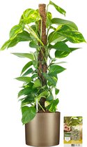 Pokon Powerplanten Drakenklimop 80 cm ↕ - Kamerplanten - in Pot (Mica Era, Goud) - Scindapsus Epipremnum - met Plantenvoeding / Vochtmeter