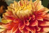 Leeuweriks Diamond Painting | Dahlia close-up | 30x20 | Vierkante steentjes | Gemaakt in Nederland | Snelle levering