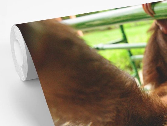 Papier peint photo peint vinyle - Un drôle de paresseux saisit la caméra largeur 390 cm x hauteur 260 cm - Tirage photo sur papier peint (disponible en 7 tailles)