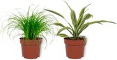 Set van 2 Kamerplanten - Cyperus Zumula & Draceana Lemon Lime- ±  30cm hoog - 12cm diameter