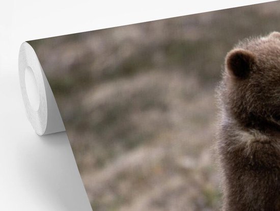 Behang - Fotobehang Beer - Grizzly - Welpje - Breedte 330 cm x hoogte 220 cm