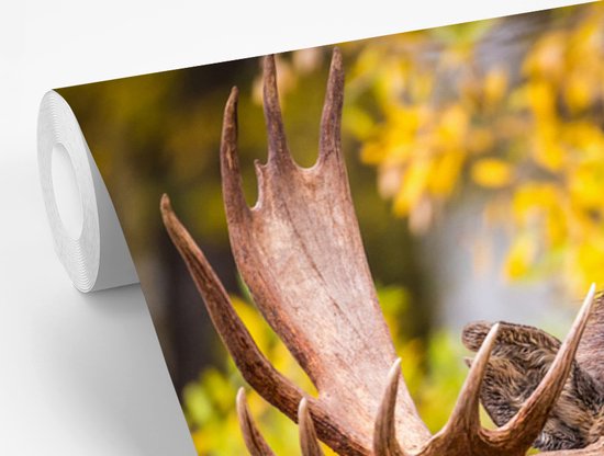 Papier peint - Papier peint photo peint - Orignal dans un paysage d'automne - Largeur 325 cm x hauteur 260 cm