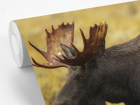 Papier peint photo peint vinyle - Elk dans le parc national largeur 390 cm x hauteur 260 cm - Tirage photo sur papier peint (disponible en 7 tailles)