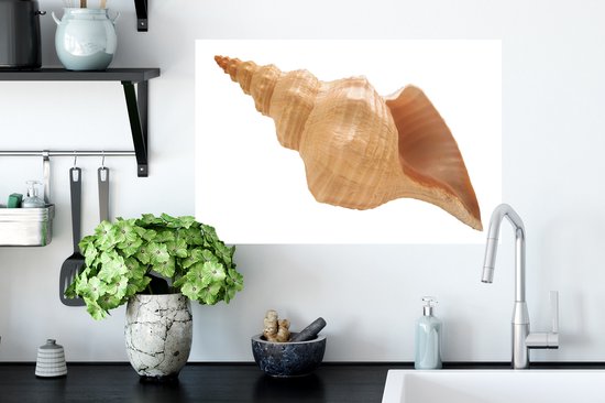 Stickers muraux - Film autocollant - Coquillage - Beige - Wit - 60x40 cm - Film adhésif - Stickers muraux Chambre d'enfant - Papier peint autocollant - Papier peint autocollant - Film autocollant