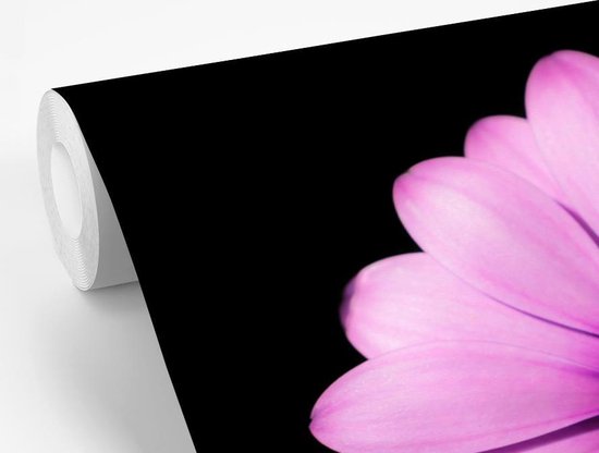 Papier peint Papier peint photo en vinyle - Marguerite rose sur fond noir largeur 420 cm x hauteur 280 cm - Tirage photo sur papier peint (disponible en 7 tailles)