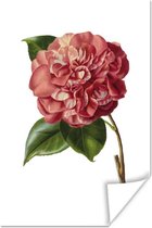 Poster Bloemen - Roze - Roos - 20x30 cm