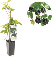 Rubus fruticosus Navaho® 'The Big Easy'® | doornloze braam | Ø 11 cm