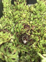 6 x Sempervivum calcareum 'Nigrum' - Huislook - P9 Pot (9 x 9cm) - Dima Vaste Planten