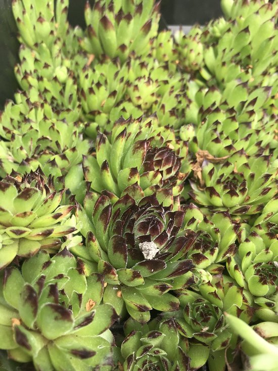 6 x Sempervivum calcareum 'Nigrum' - Huislook - P9 Pot (9 x 9cm) - Dima Vaste Planten