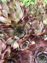 6 x Sempervivum 'Bella Meade' - Huislook - P9 Pot (9 x 9cm) - Dima Vaste Planten