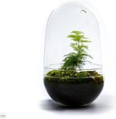 Growing Concepts DIY Duurzaam Ecosysteem Egg Large - Planten - Asparagus - H30xØ18cm