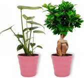 2 verse kamerplanten in bijpassende bloempot - Monstera Deliciosa & Ficus Ginseng- ±  30cm hoog - 12cm diameter - in Roze pot