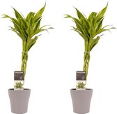 FloriaFor - Duo 2 X Dracaena Sandriana Gold Met Anna Taupe - - ↨ 45cm - ⌀ 12cm