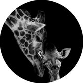 Muurcirkel Giraf No1 - buiten en binnen - dieren - tuindecoratie - Ø 50 cm