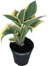 Hosta Ben Vernooij ®, hosta, vaste plant, 2L pot