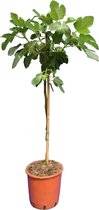Ficus carica Brown Turkey 120-140cm, met 60cm Stam, incl. Ø28cm pot | Vijgenboom - Vijg