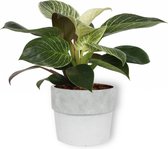 Kamerplant Philodendron White Wave - Unieke Kamerplant - ± 25cm hoog - 12cm diameter - in betonnen witte pot