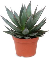 Kamerplant van Botanicly – Agave Shaka Zulu – Hoogte: 20 cm