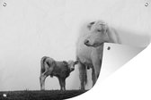 Décoration de jardin Vache et veau dans le brouillard - noir et blanc - 60x40 cm - Poster jardin - Toile jardin