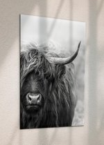 Schotse Hooglander| Scottish Highlander| Plexiglas schilderijen  | Foto op plexiglas | Wanddecoratie | 50 x 70 cm | Schilderij | Aan de muur | Dieren | Natuur